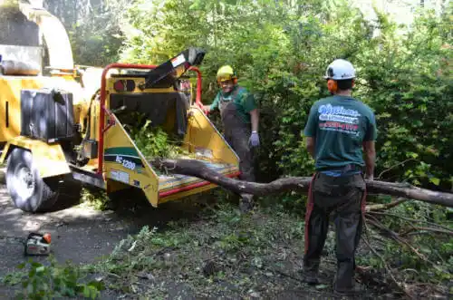 tree services Elmwood